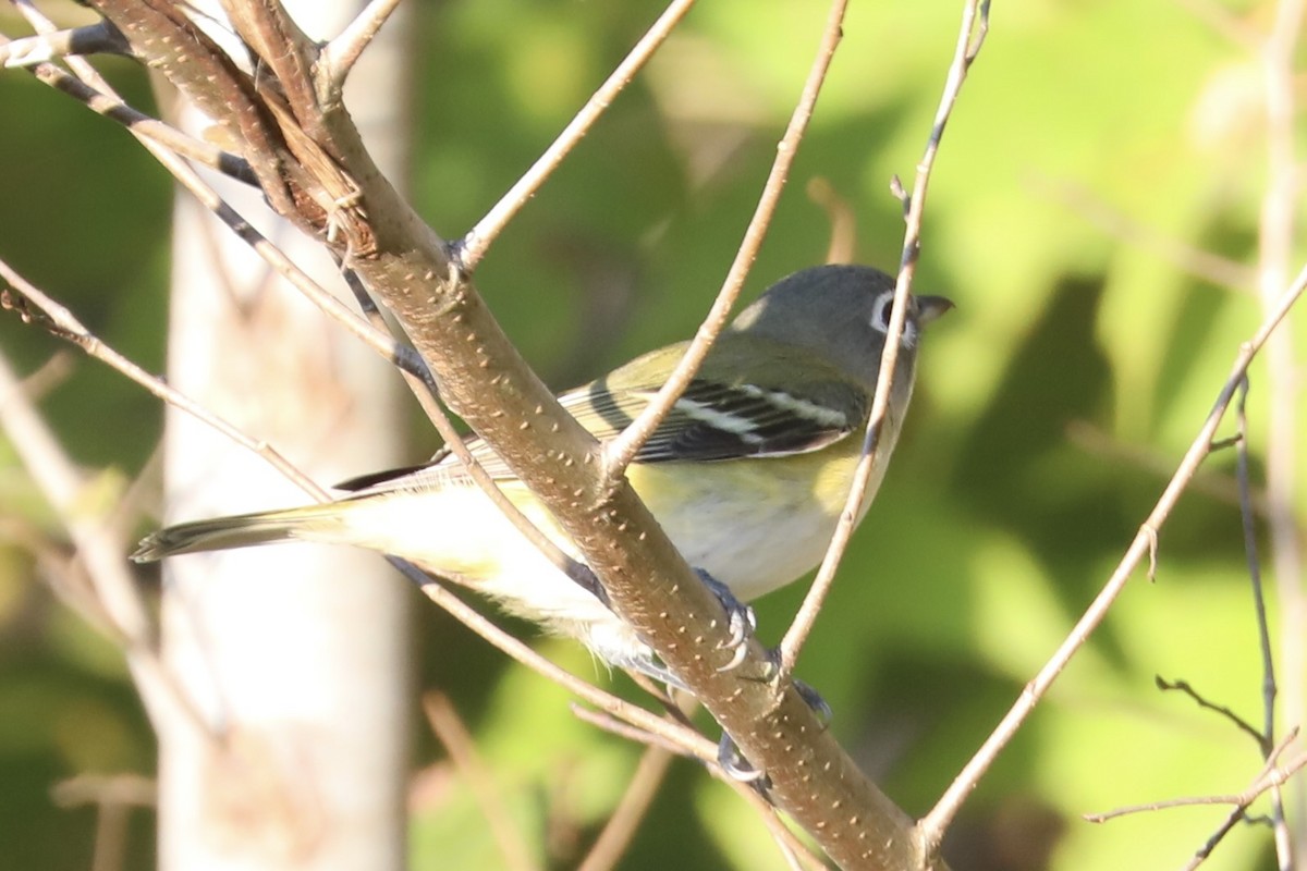 Blue-headed Vireo - ML644082676