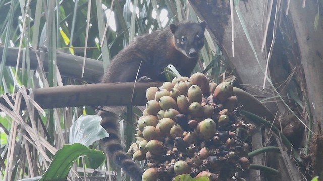 South American Coati - ML644082680