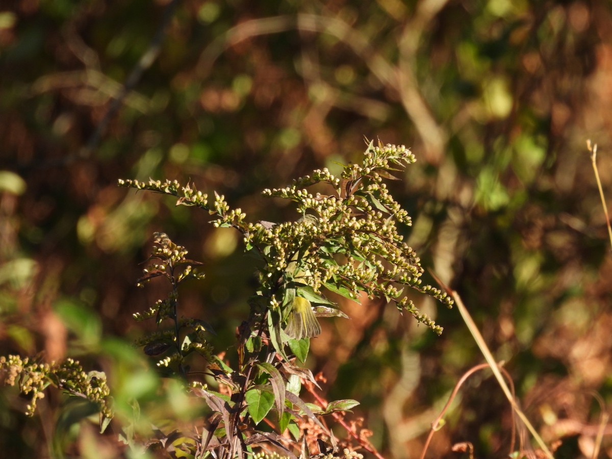 Nashville Warbler - ML644082689