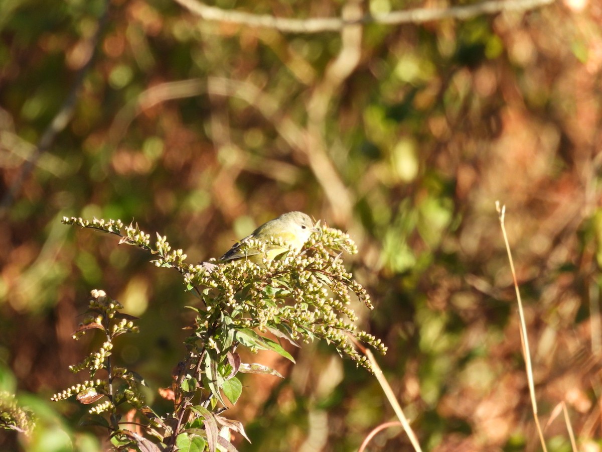 Nashville Warbler - ML644082690