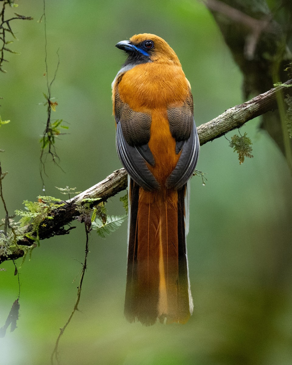 Whitehead's Trogon - ML644082699