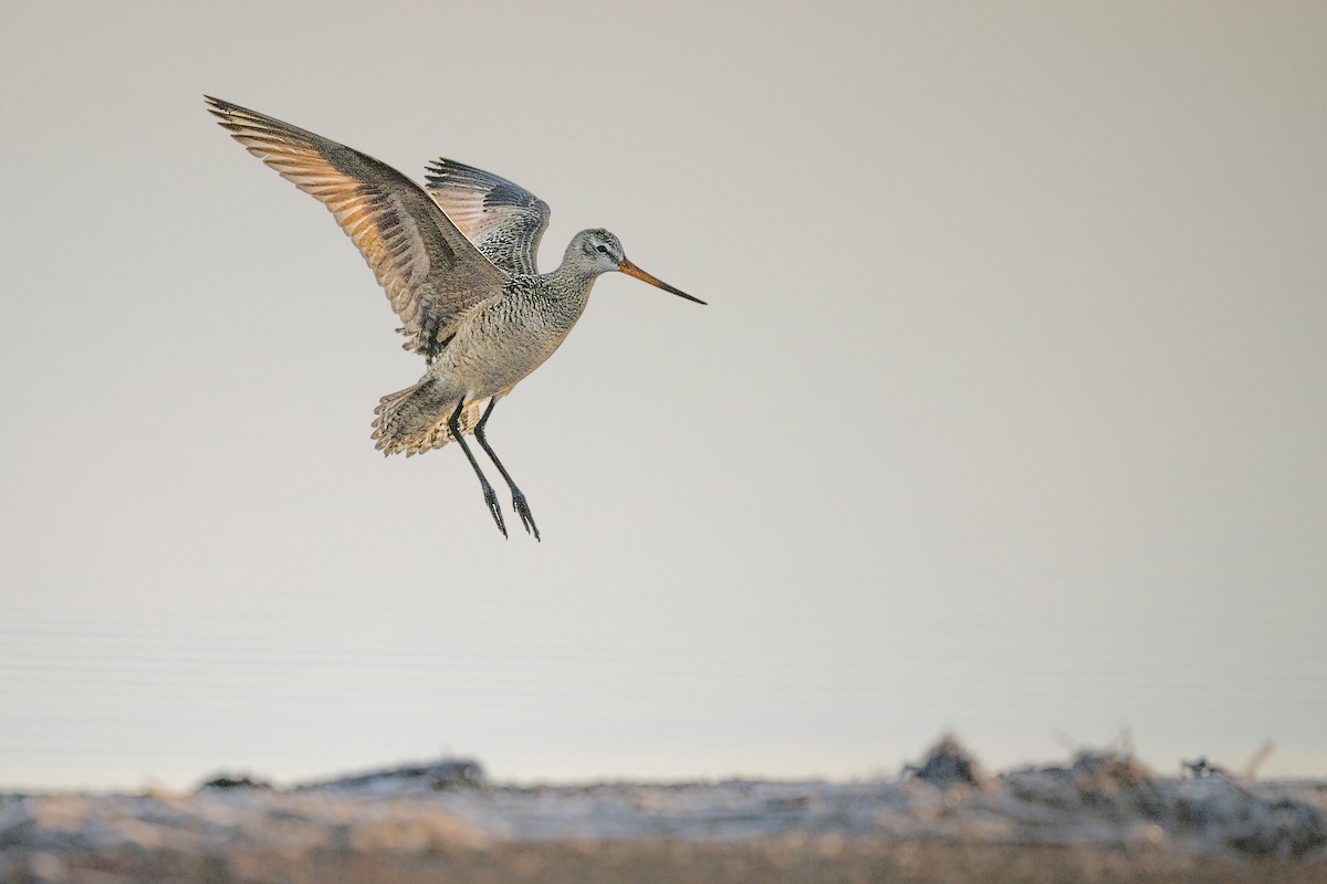 アメリカオオソリハシシギ - ML644082728