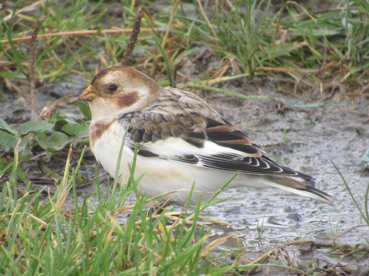 雪鵐 - ML644082733