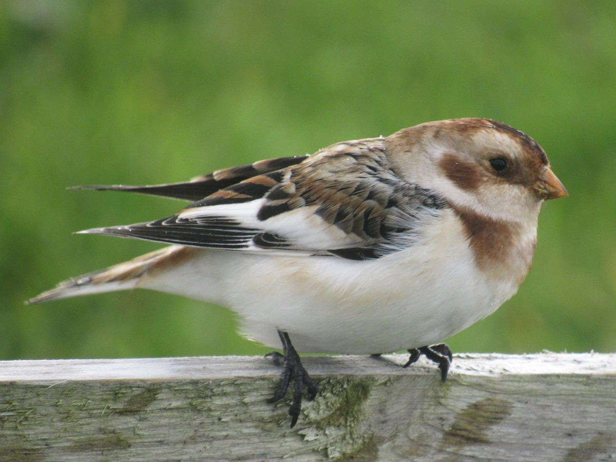 雪鵐 - ML644082734