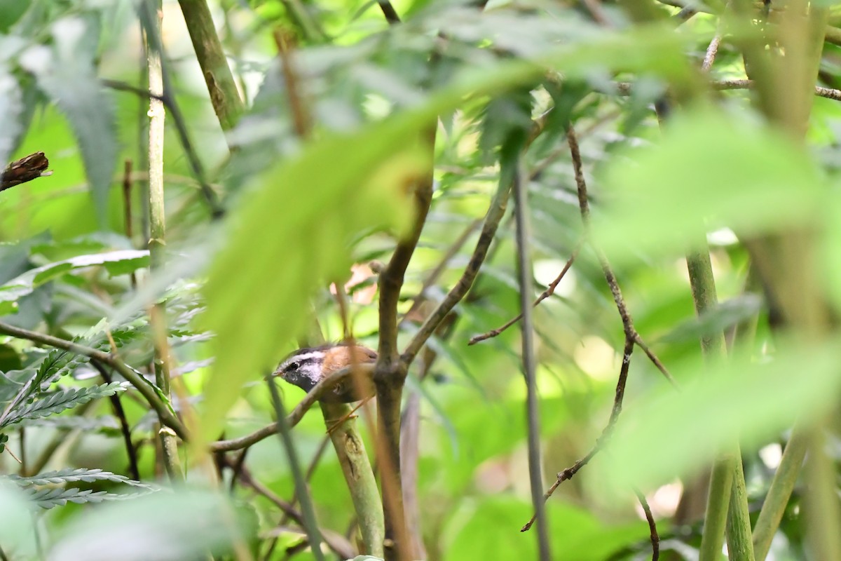 Javan Tesia - ML644082769