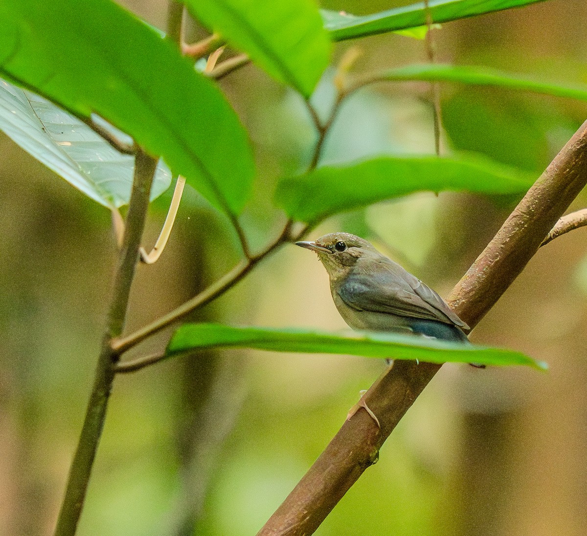 Siberian Blue Robin - ML644082775