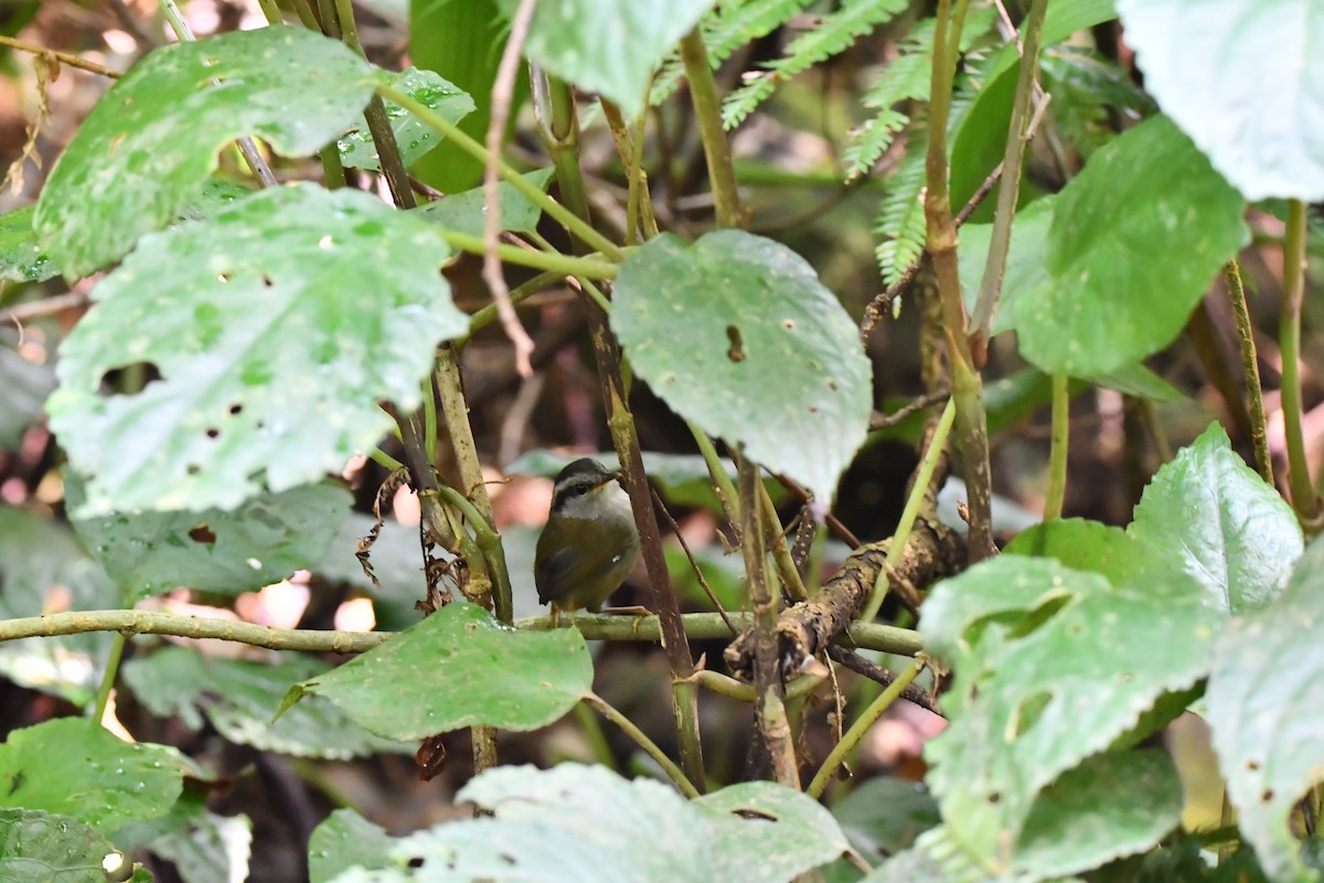 Javan Tesia - ML644082778