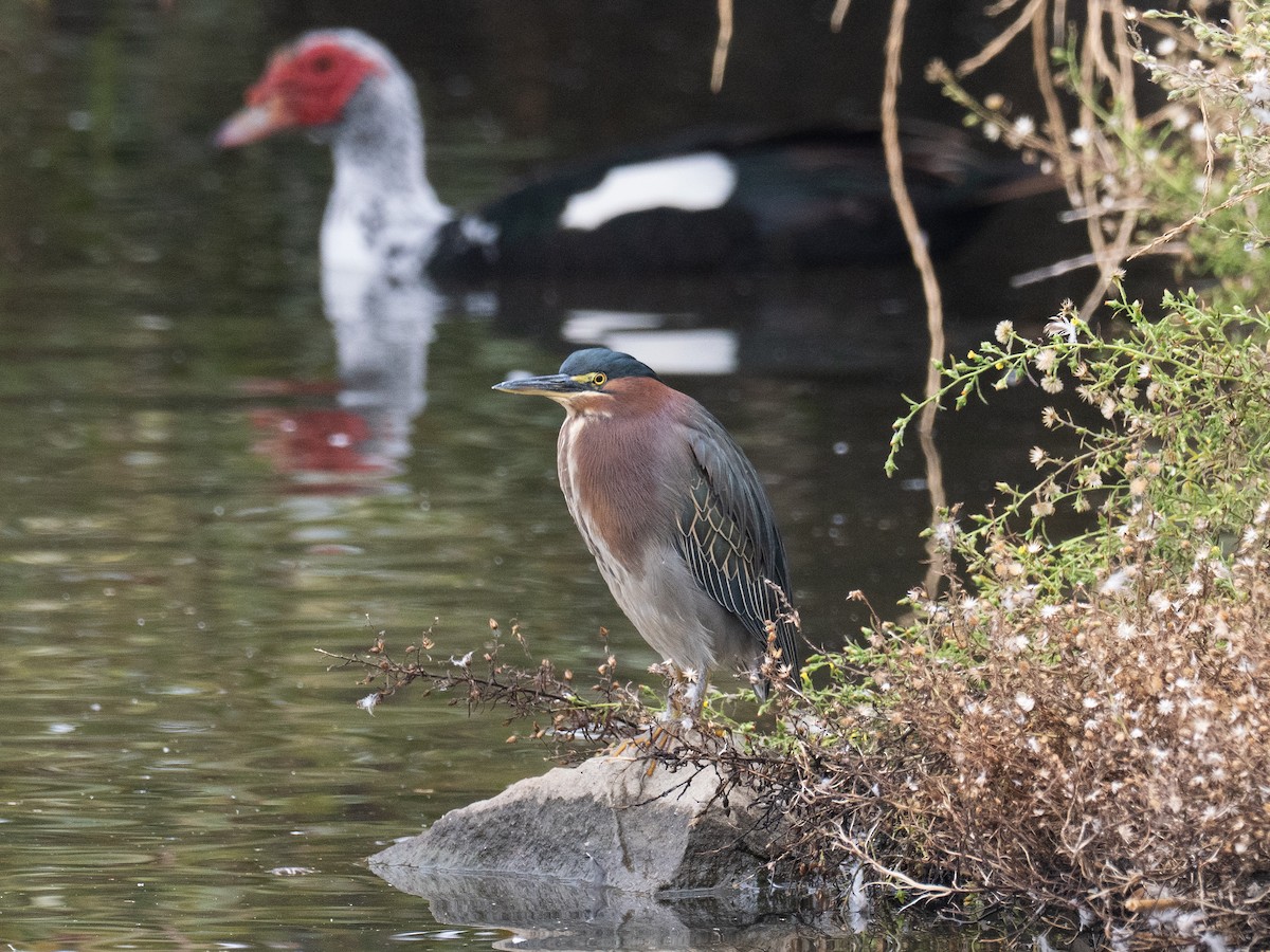 Green Heron - ML644082779
