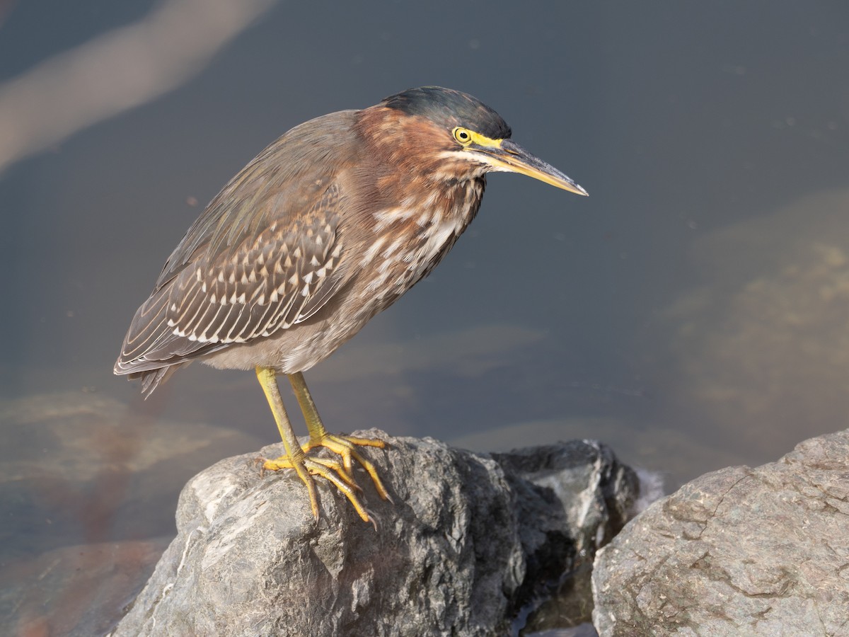 Green Heron - ML644082780