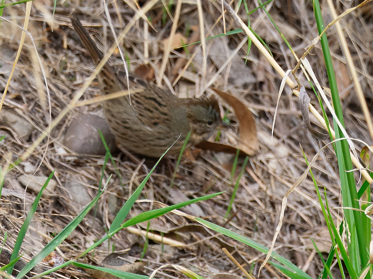 Lincoln's Sparrow - ML644082788