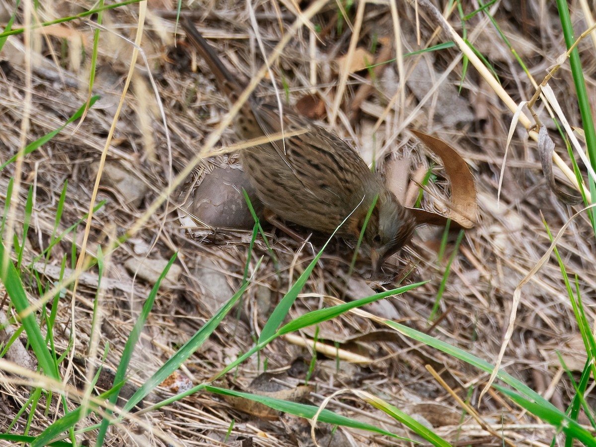 Lincoln's Sparrow - ML644082789