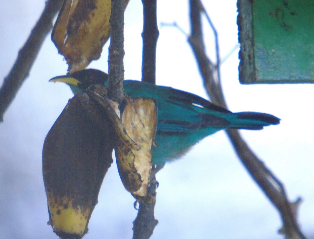 Kappennaschvogel - ML644082791