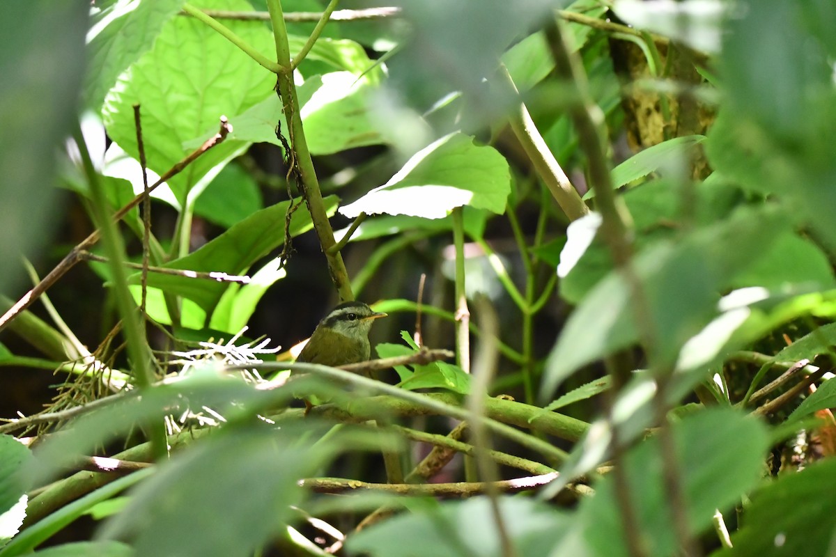 Javan Tesia - ML644082793