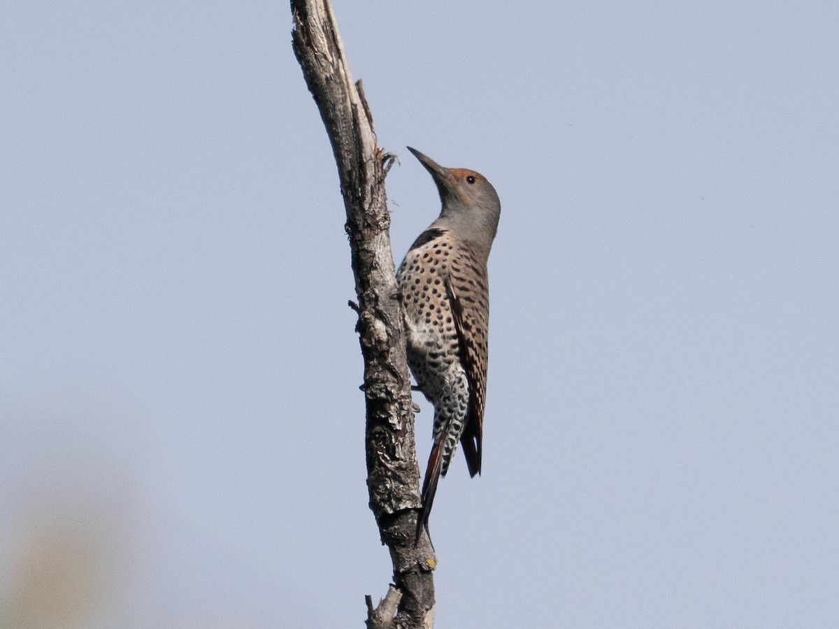 Northern Flicker - ML644082798