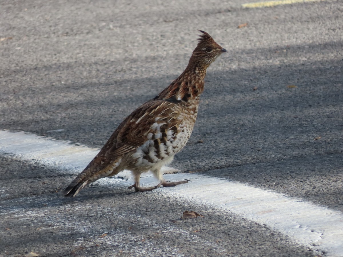 jeřábek kanadský - ML644082803