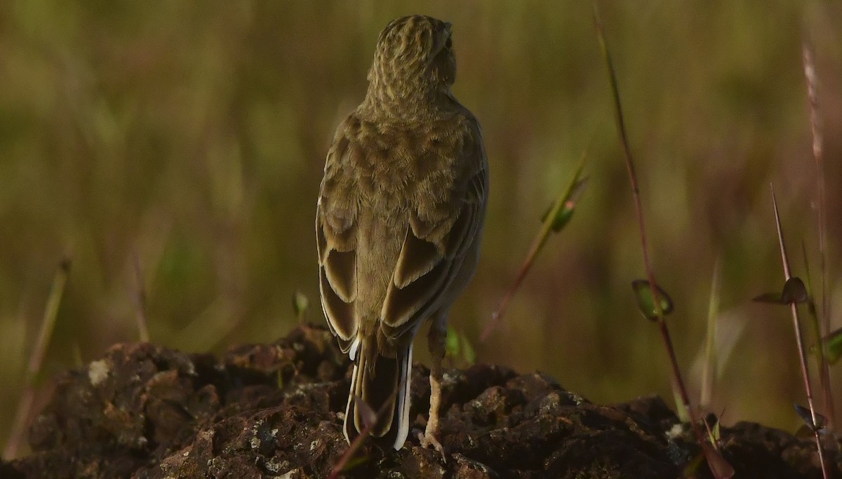 Paddyfield Pipit - ML644082807