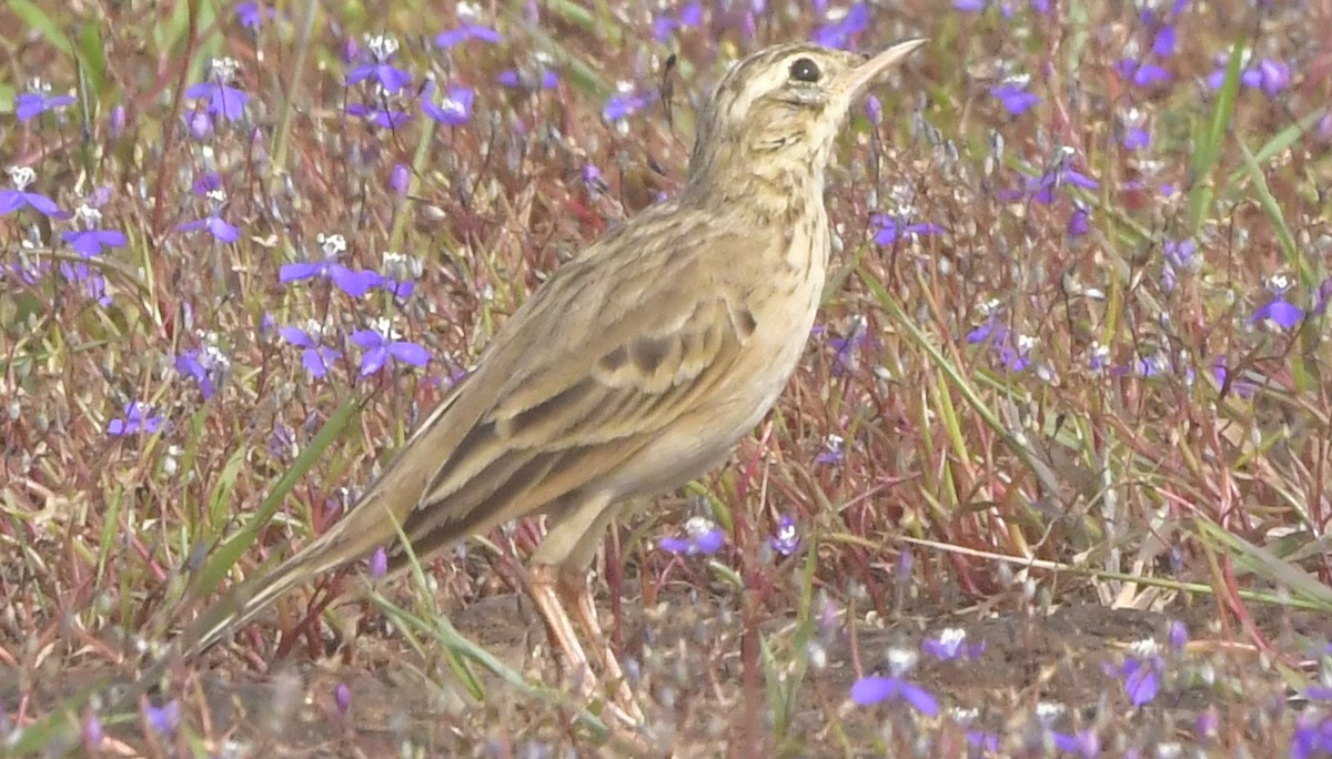 Paddyfield Pipit - ML644082808