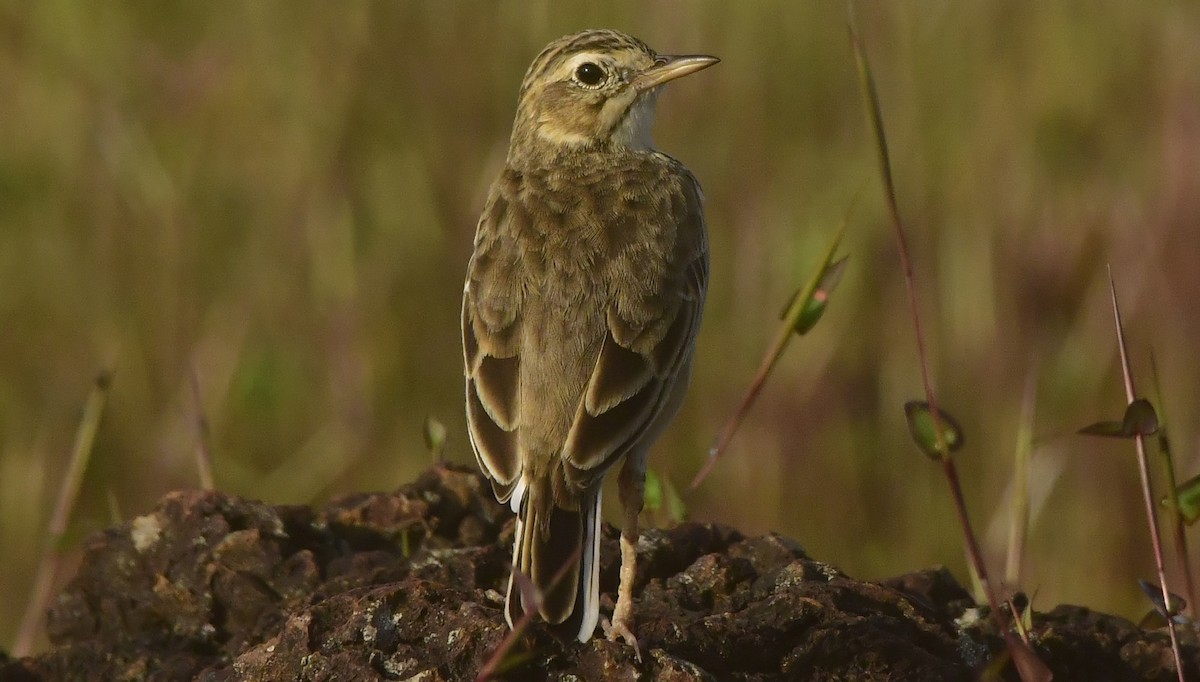 Paddyfield Pipit - ML644082809