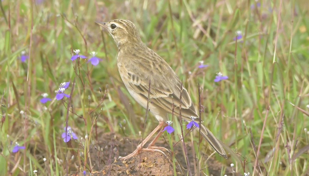 Paddyfield Pipit - ML644082810