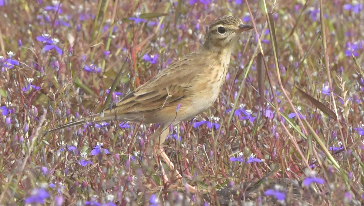 Paddyfield Pipit - ML644082811