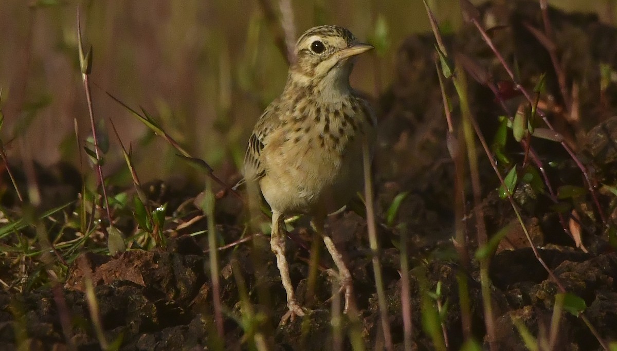 Paddyfield Pipit - ML644082812