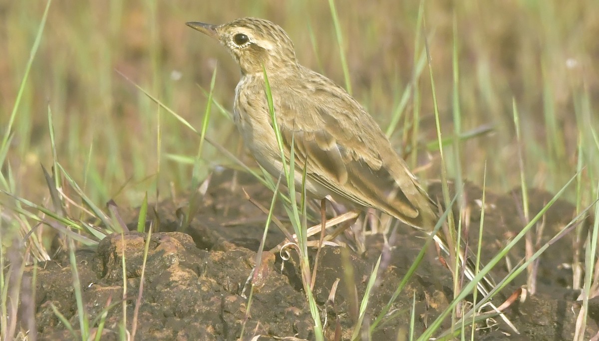 Paddyfield Pipit - ML644082814
