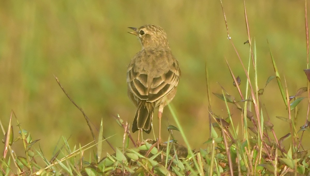 Paddyfield Pipit - ML644082815