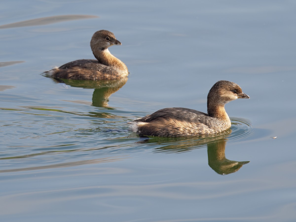 Pied-billed Grebe - ML644082819