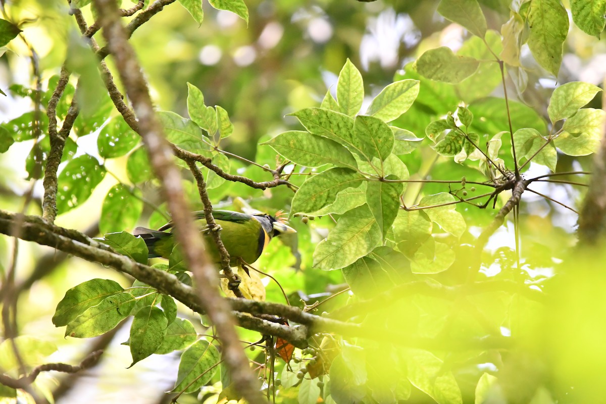 barbet pruhozobý - ML644082820
