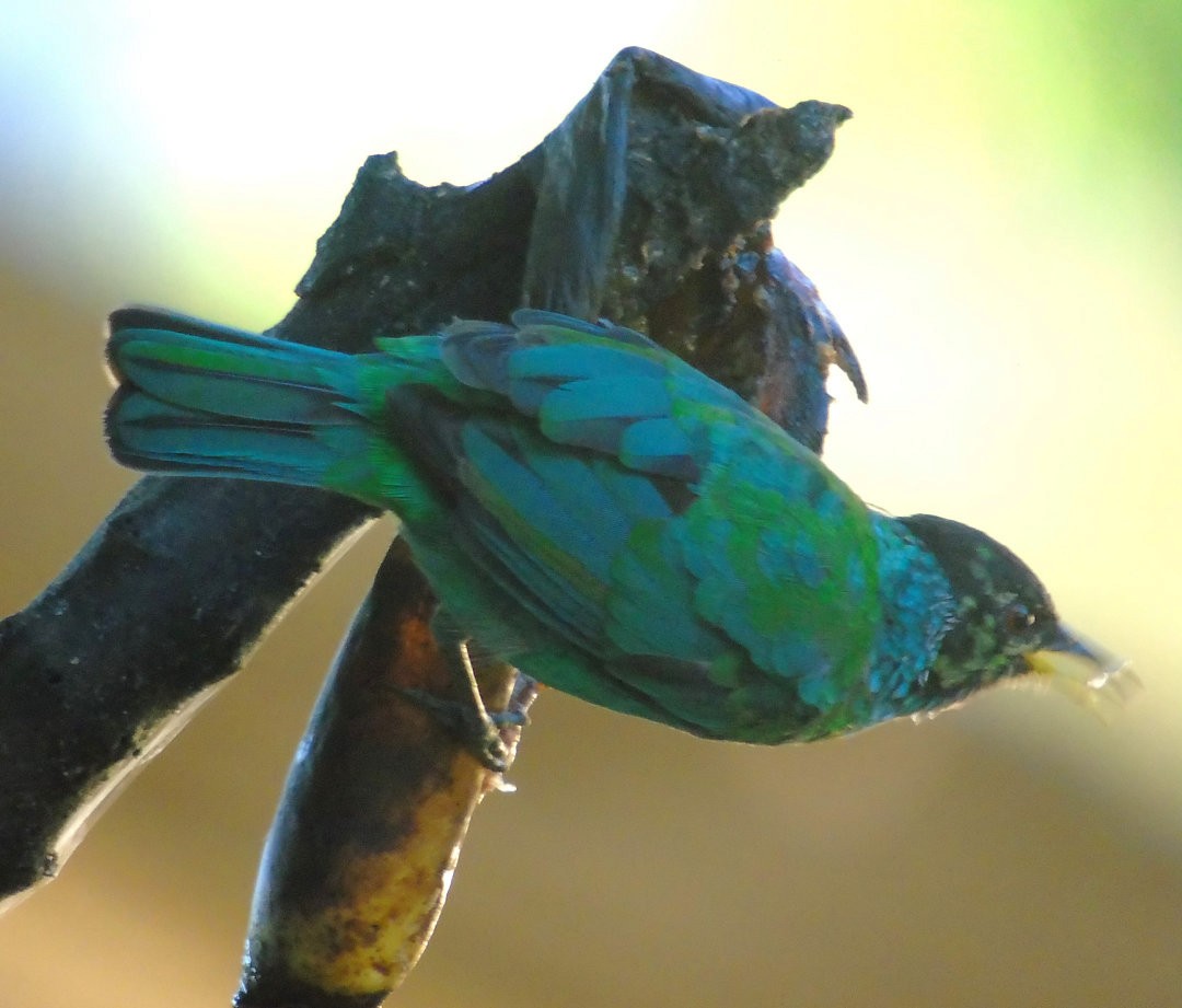 Kappennaschvogel - ML644082823