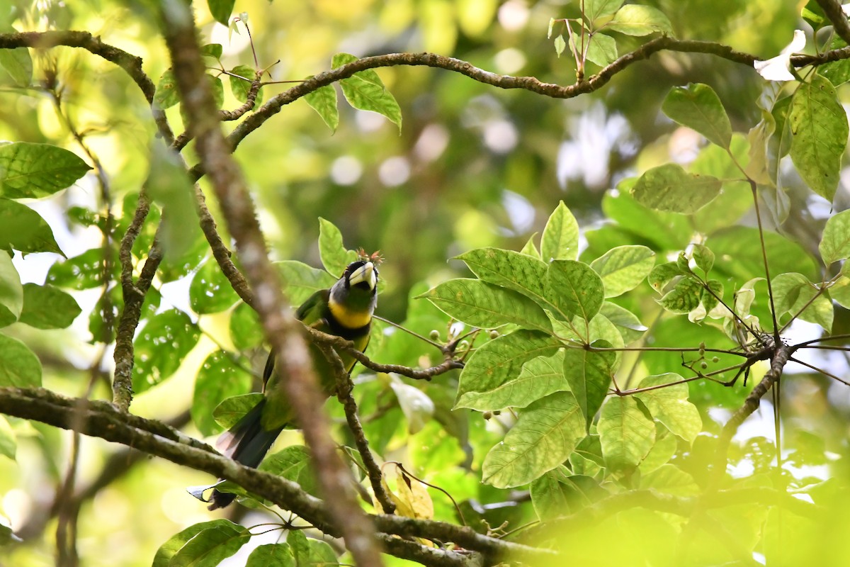 barbet pruhozobý - ML644082829
