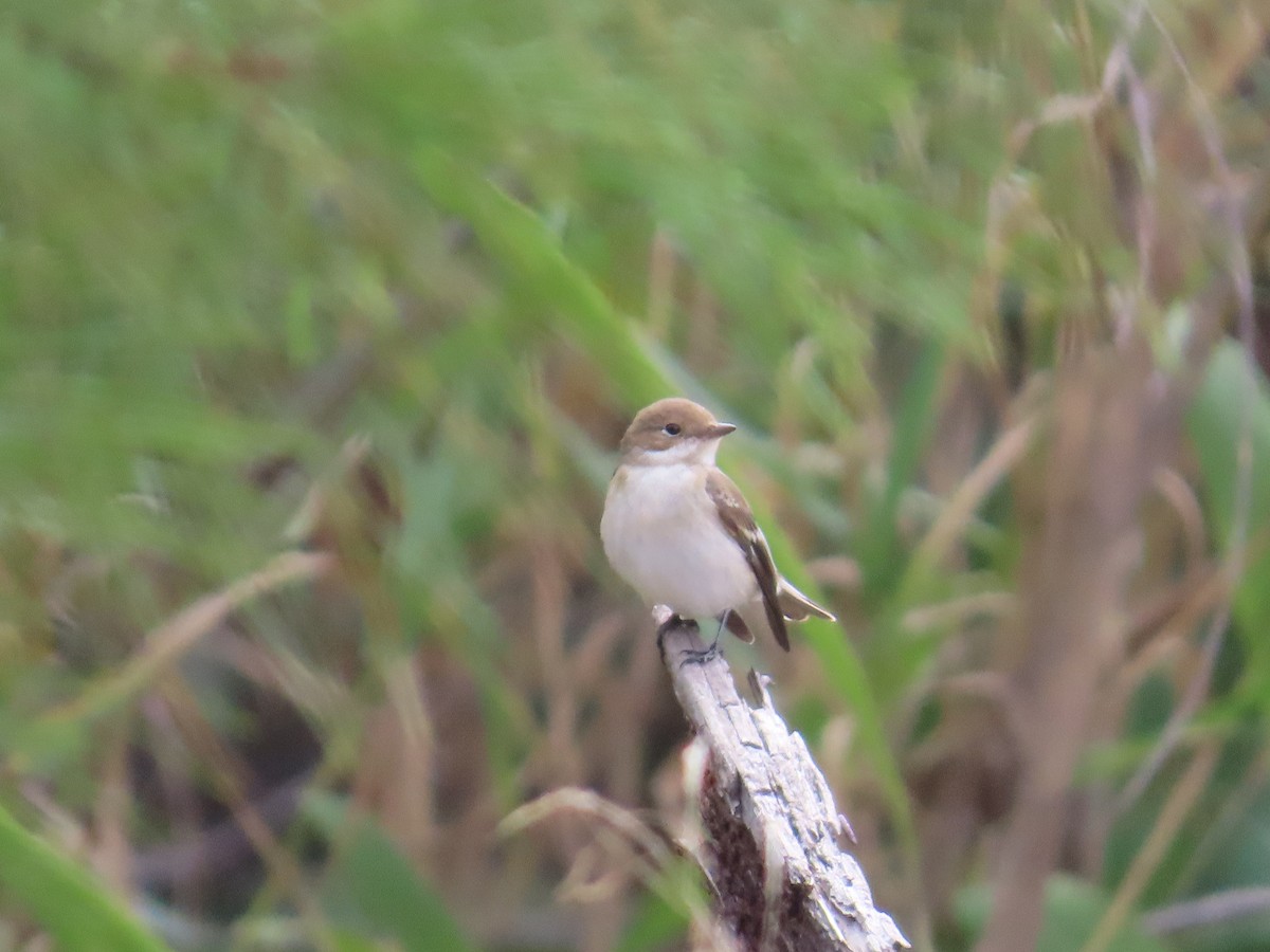 lejsek černohlavý - ML644082831