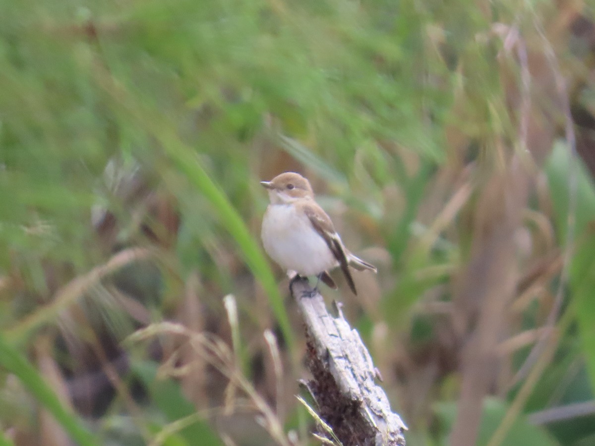 lejsek černohlavý - ML644082832