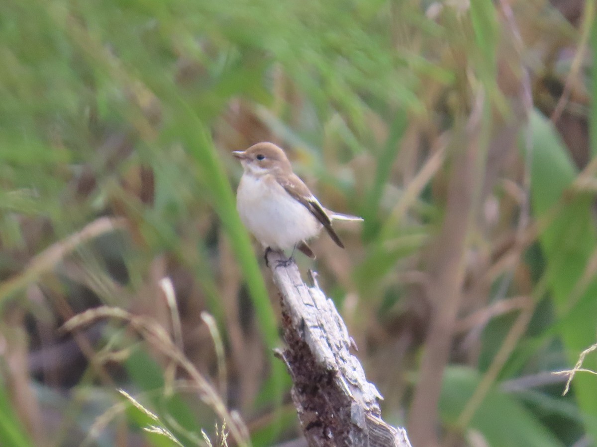 lejsek černohlavý - ML644082833