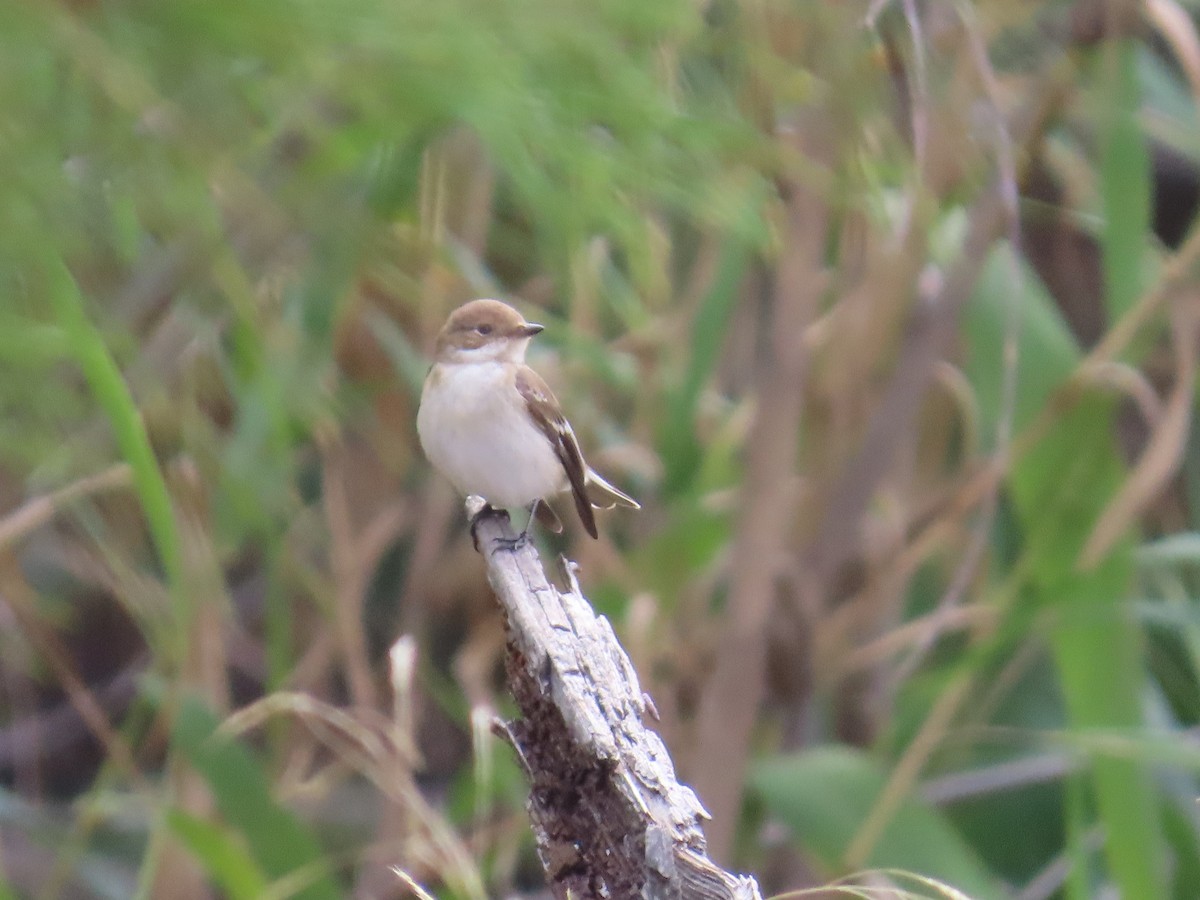 lejsek černohlavý - ML644082834