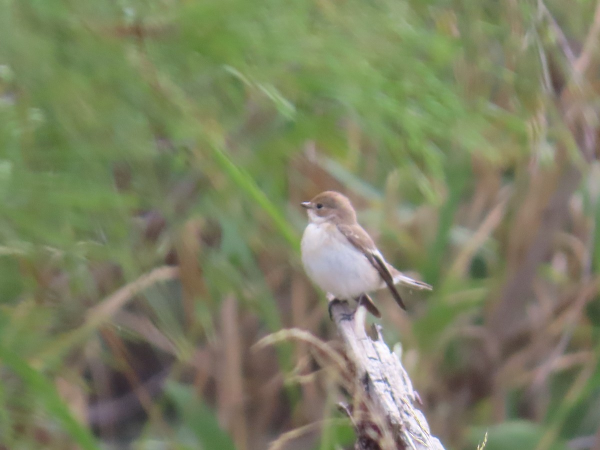 lejsek černohlavý - ML644082835