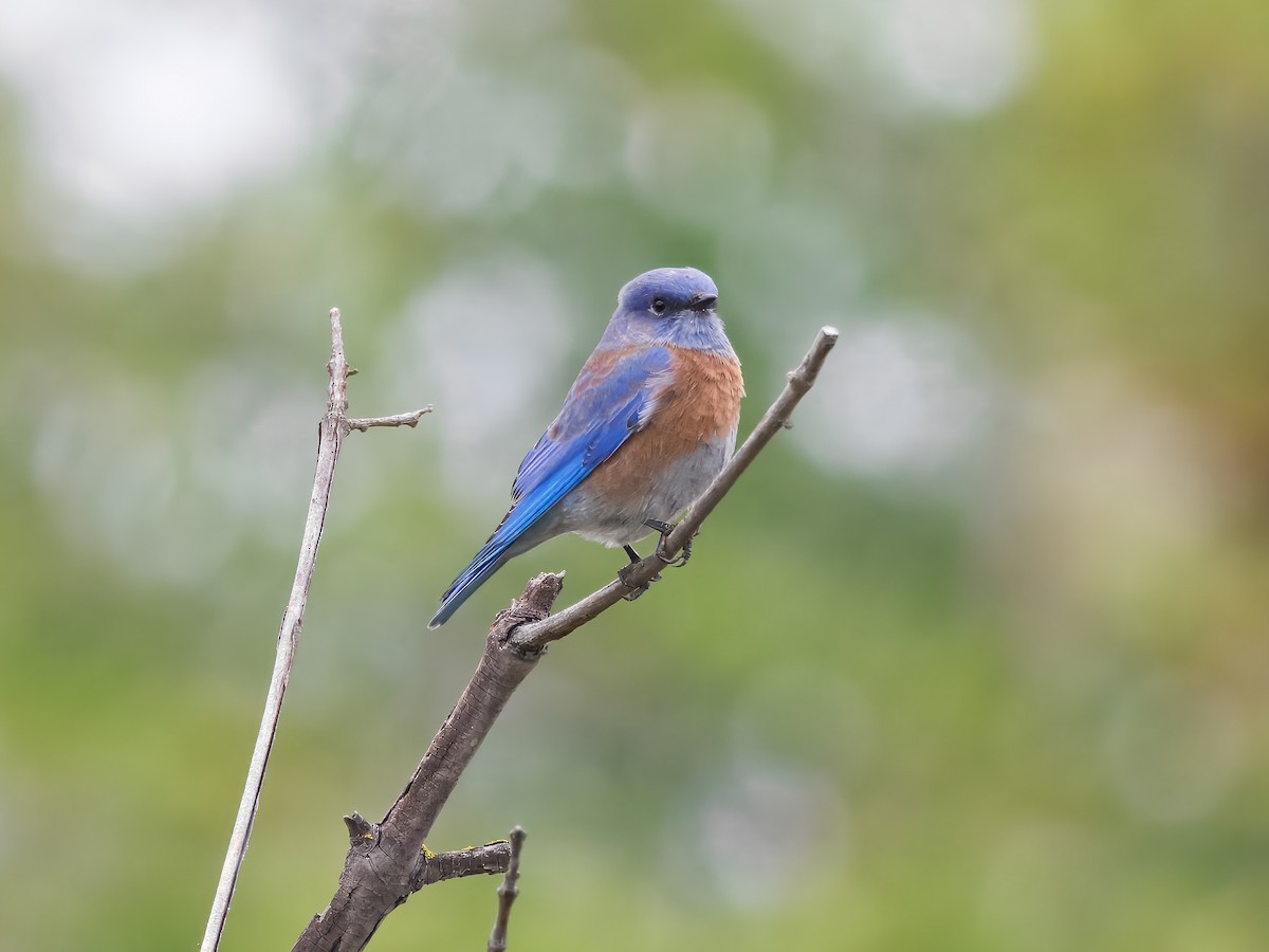 Western Bluebird - ML644082838