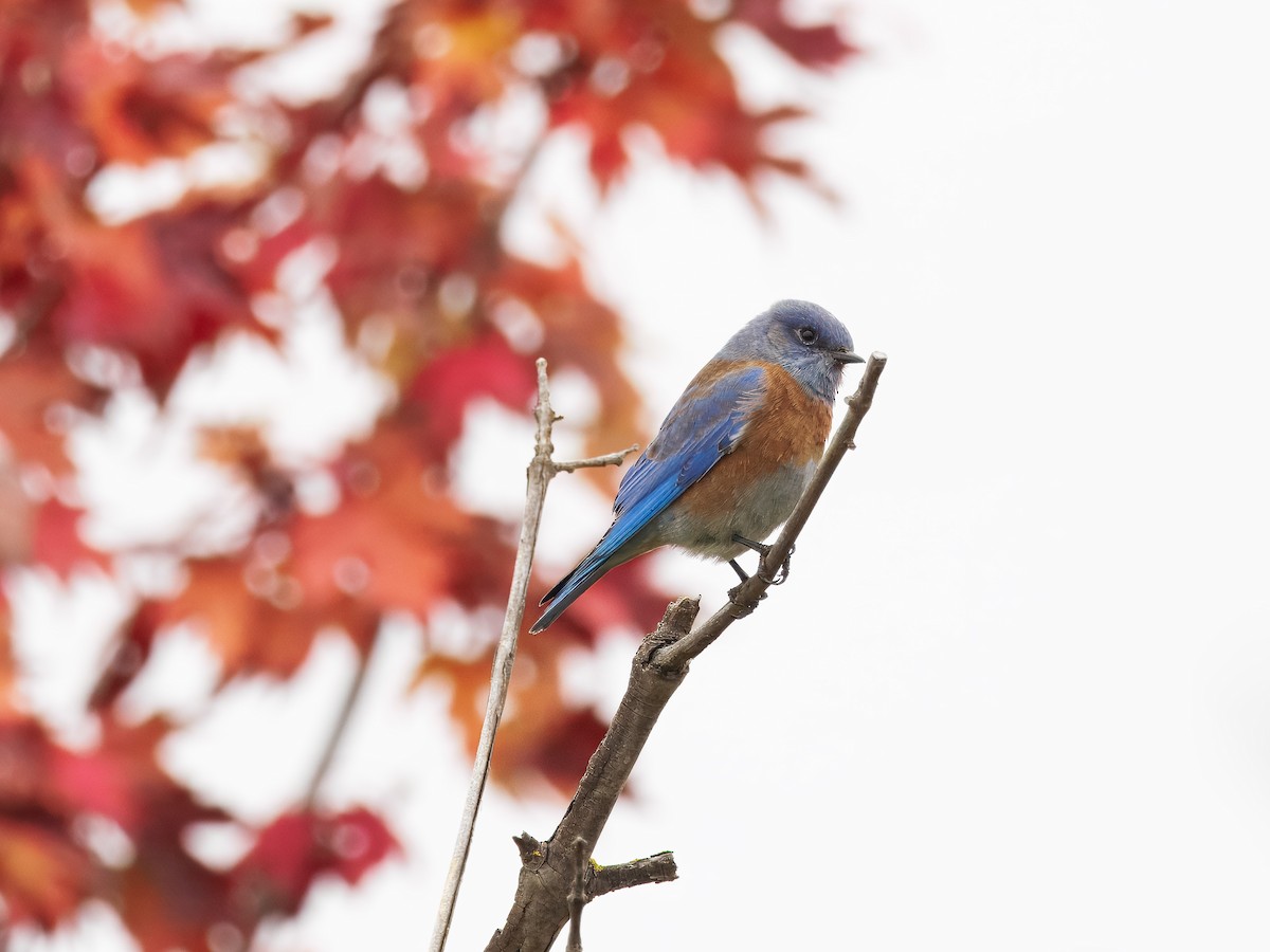 Western Bluebird - ML644082839