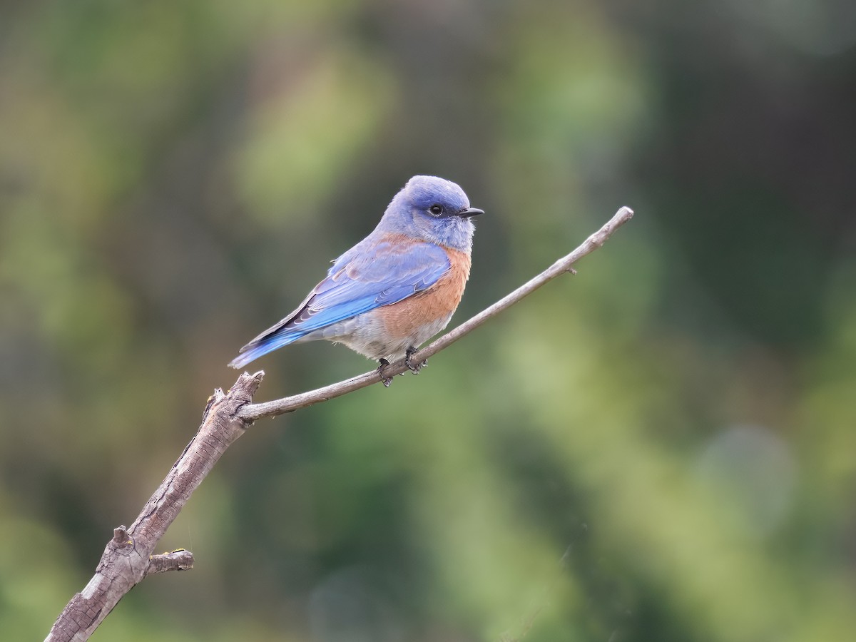 Western Bluebird - ML644082840