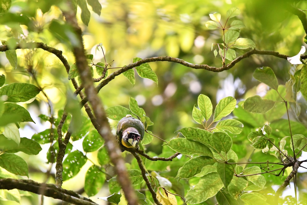 barbet pruhozobý - ML644082843