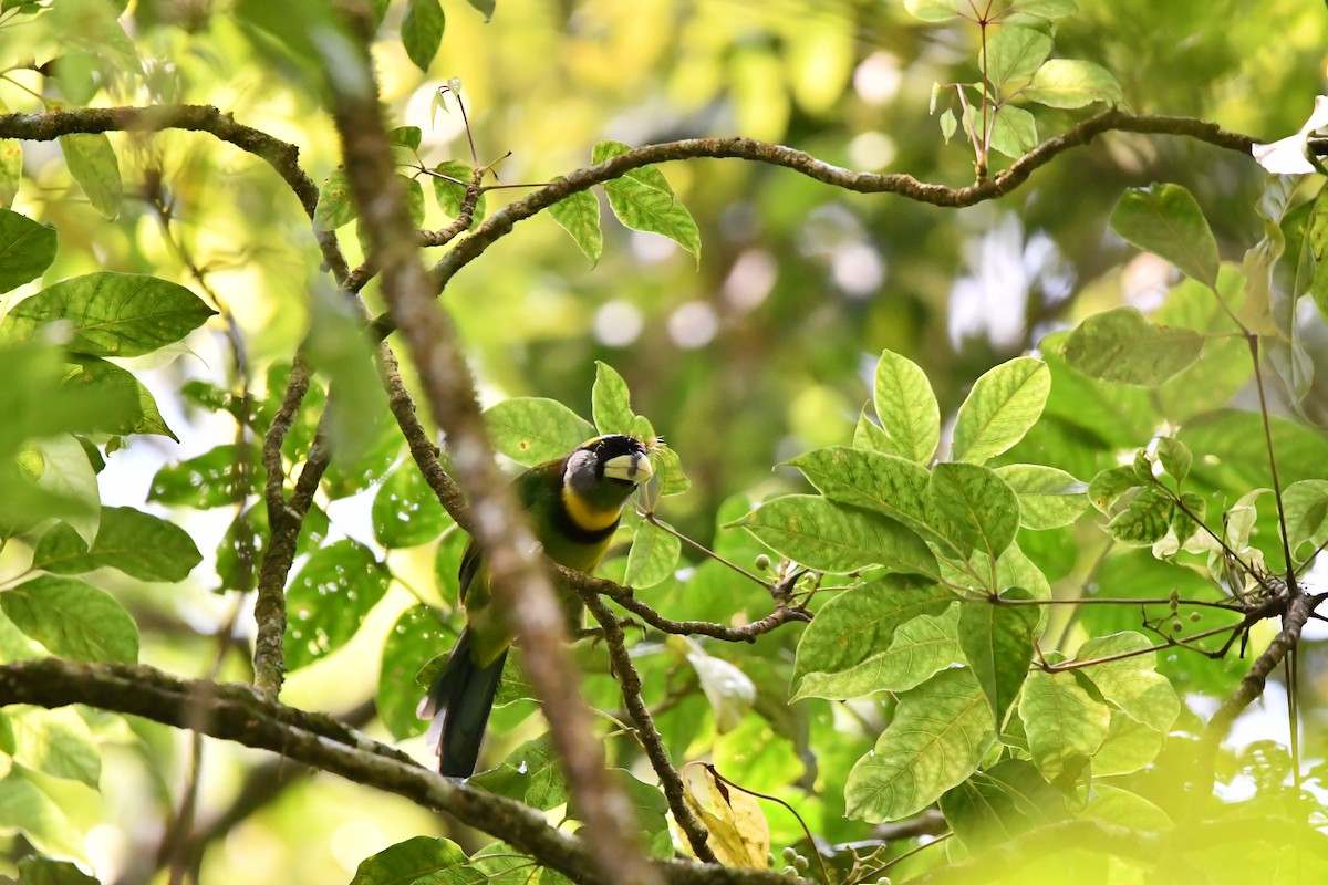 barbet pruhozobý - ML644082844