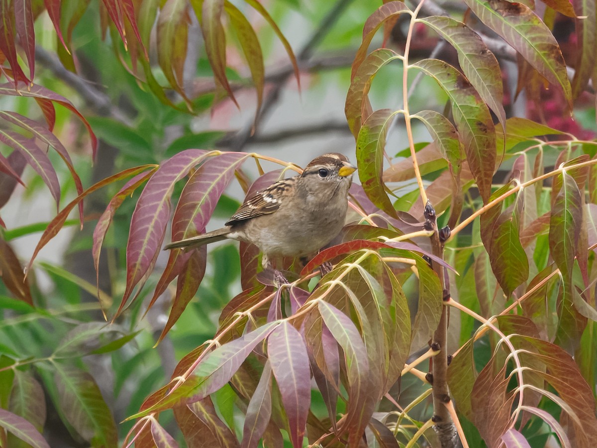 White-crowned Sparrow - ML644082848