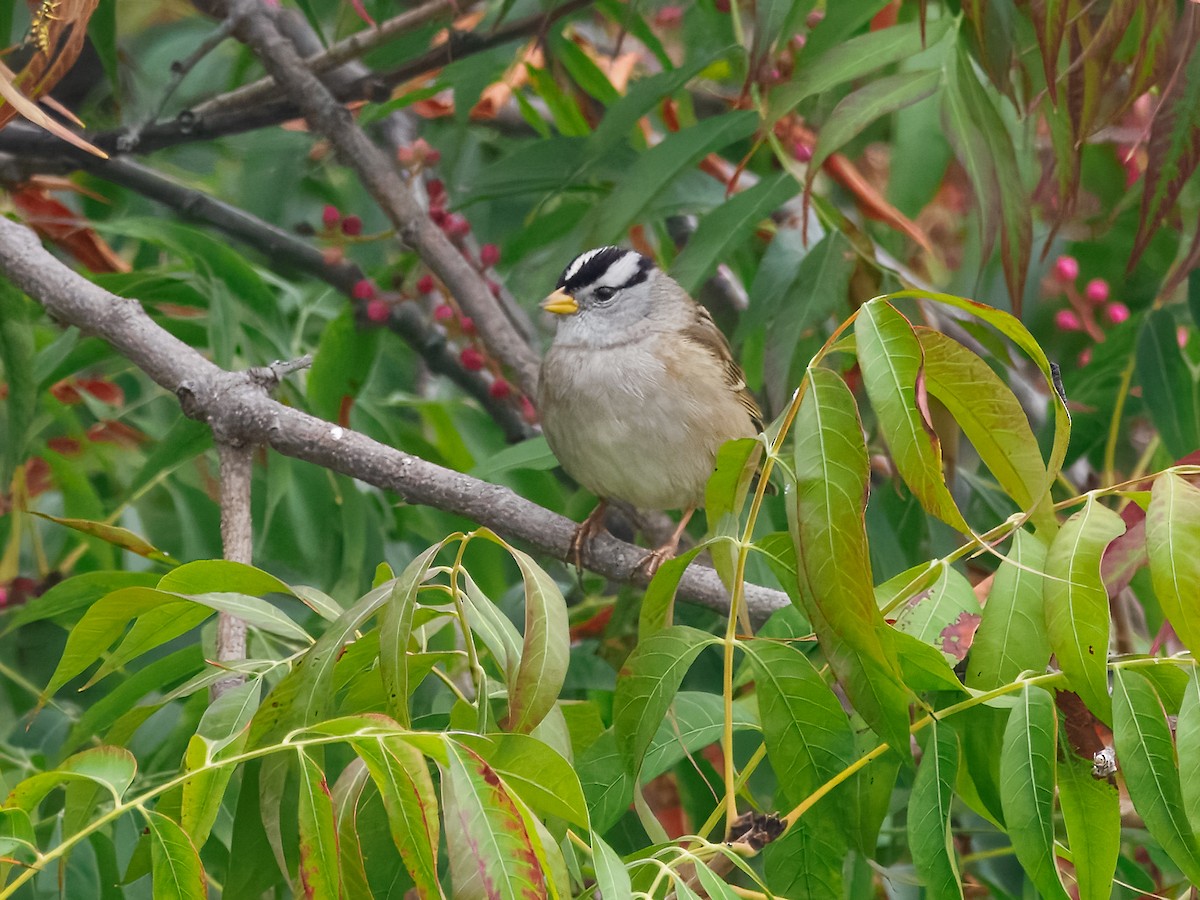 White-crowned Sparrow - ML644082849