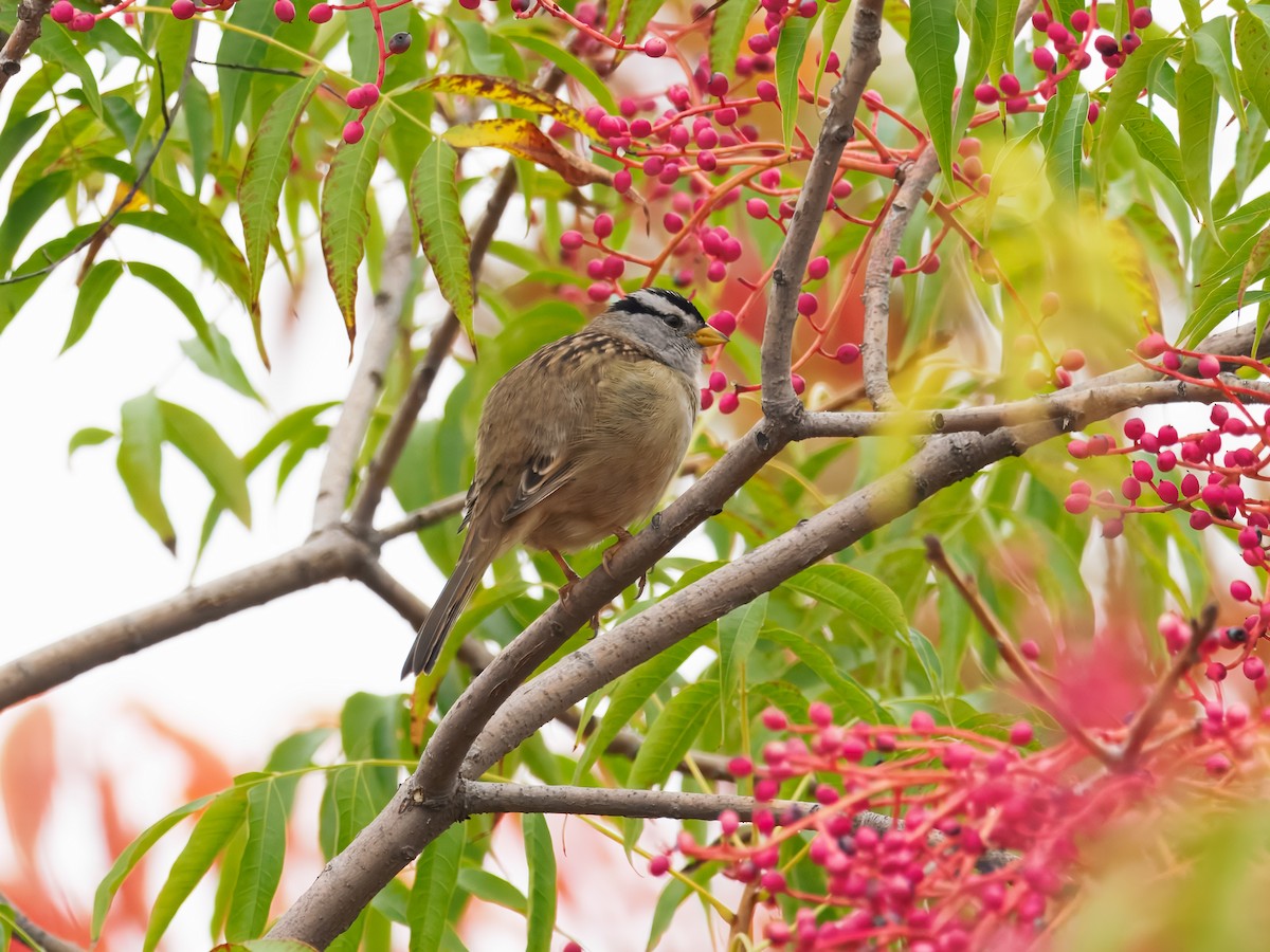 White-crowned Sparrow - ML644082850