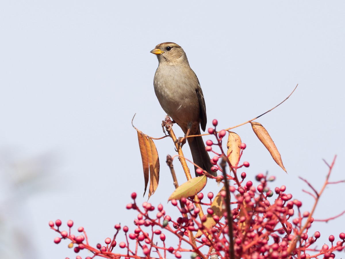 White-crowned Sparrow - ML644082851