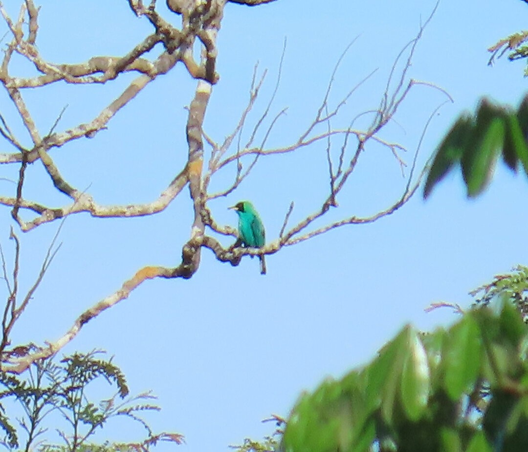 Kappennaschvogel - ML644082871