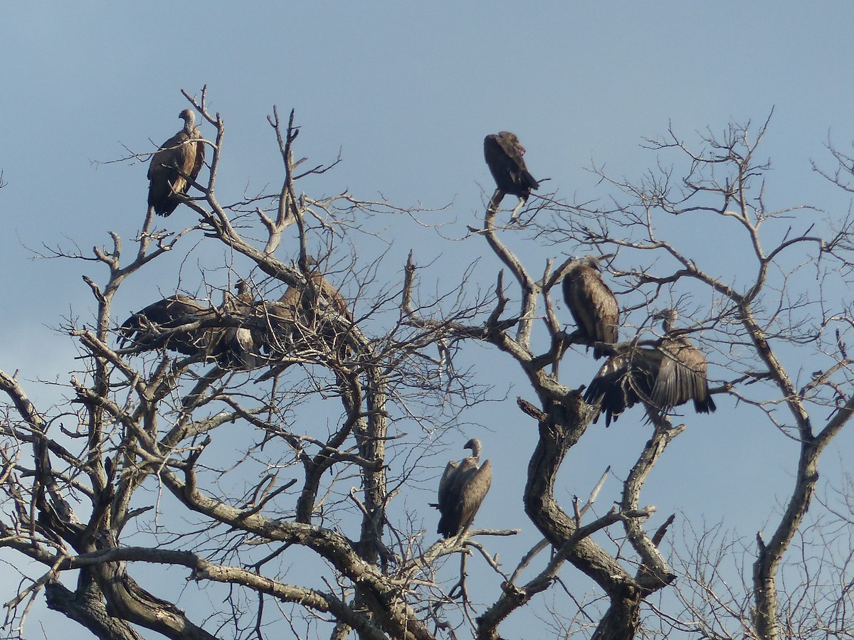 White-backed Vulture - ML644082872