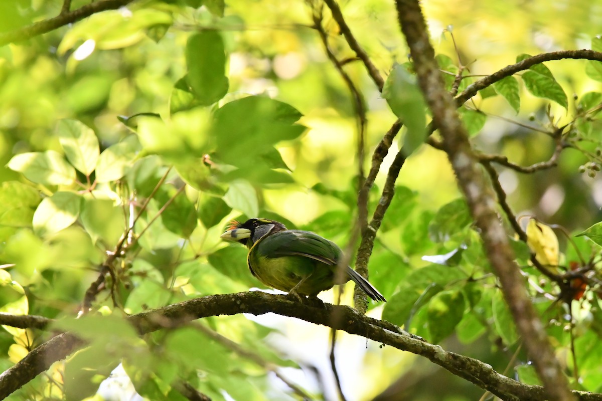 barbet pruhozobý - ML644082873