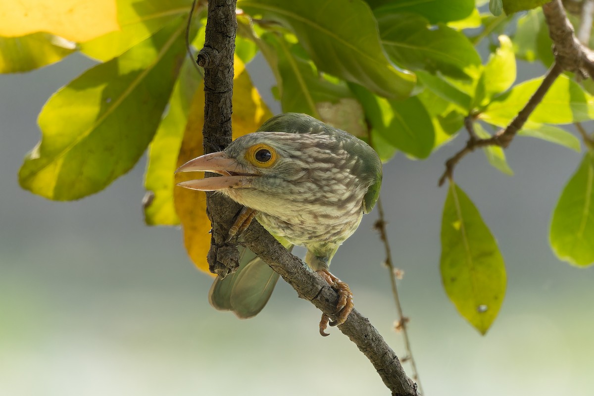Lineated Barbet - ML644082893