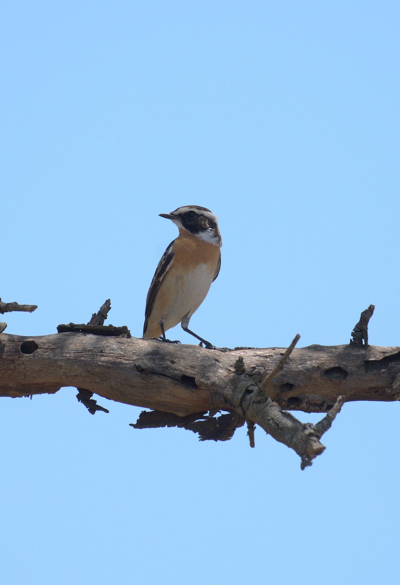 Whinchat - ML644082896